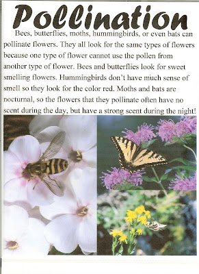 Pollination Notebook Page