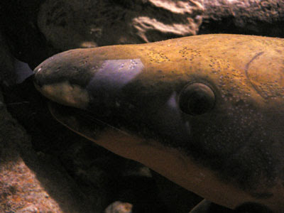 snake-head fish, melbourne aquarium