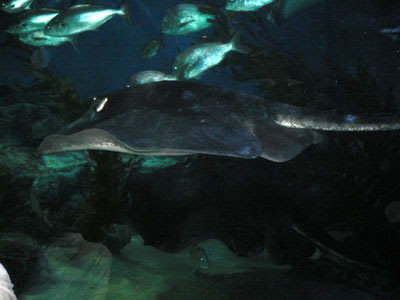 stingray, melbourne aquarium