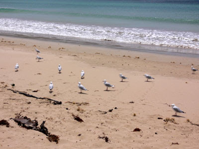 great ocean road seagulls