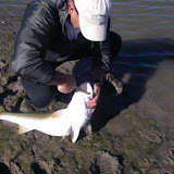 Matt Davidson's redfish on the new Strawberry SOLO