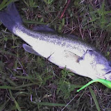 Nice bass caught on a glow Sea Devil