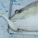 Pearl Sea Devils do the trick for redfish and trout