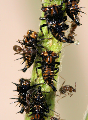 treehoppers-ants1.jpg?imgmax=512