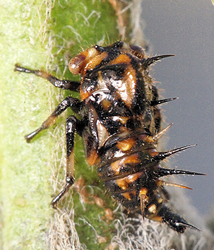 treehopper.JPG?imgmax=512