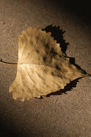 iPhone Wallpapers golden-brown-leaf-sepia.jpg IPhoneWallpapers - http://henku.info