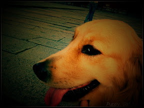 金毛Puppy