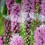 Liatris 'Kobold'