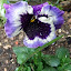 Littlest's Purple Pansies