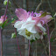 Columbine