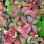 Utterly bonkers and vigorous Virginia Creeper
