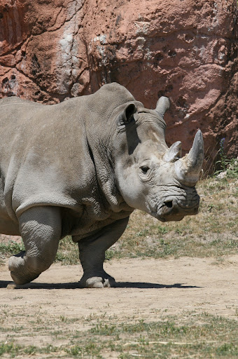 IMAGE: http://lh4.google.com/JoesphElliott/RokVimncJoI/AAAAAAAAAUA/V8c9U2iMgWA/IMG_0250.JPG?imgmax=512