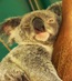 AustraliaZoo_24_10_2007 100_quartersize