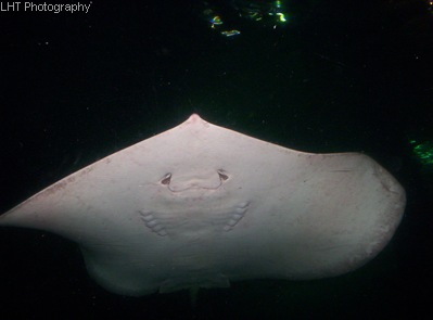 Sunshine Coast- Underwater World 005