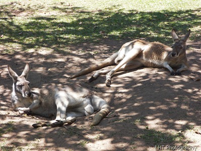 AustraliaZoo_24_10_2007 096