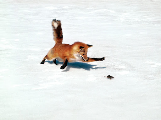 http://lh4.google.com/LisaSmirnoff/RtpMPrKXsRI/AAAAAAAACfg/JXv7N7Q8Wbo/Fox%20Mouse.jpg?imgmax=512