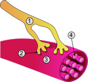 40--Synapse_diag3