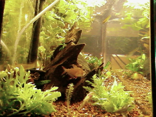 www.RickNakama.com wall aquarium