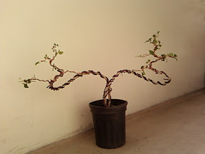 www.RickNakama.com bonsai class