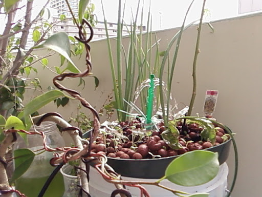 www.RickNakama.com hydroponics