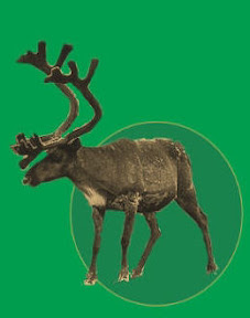 Eland hier hopen we er veel van te zien