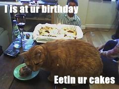 i-is-at-ur-birthday-eetin-ur-cakes.jpg