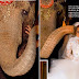 Pictures of Nicole Richie [Celebrity] Wedding Dresses