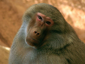 Thinking Primate