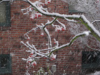 Snow Day 2007 photo - IMG_3456