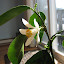 Lady Ridger's Indoor garden