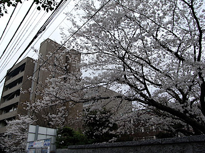 sakura 桜 cerezo flores blossom 花