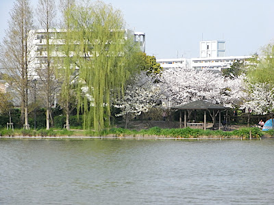 hanami 花見 parque 公園 park