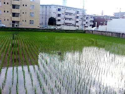 campo de arroz pato 田んぼ 鴨 カモ rice field duck