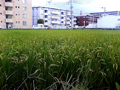 Arroz crecidito 田んぼの稲が大きくなった
