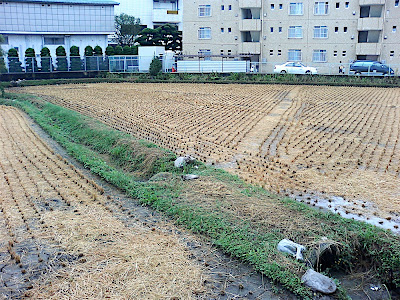 Cosecha campo arroz 田んぼ 稲刈り Rice Field Harvest