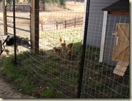 thechickens[1]