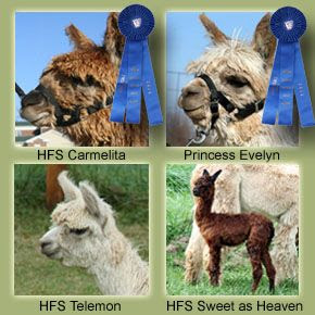 Show Alpacas