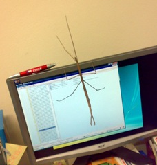 stick_insect