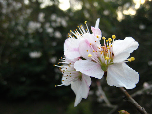 http://lh4.google.com/anikox/R-BsQiBpOGI/AAAAAAAABmU/3VhrzNKbsdE/IMG_2008.JPG?imgmax=512