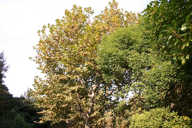 http://lh4.google.com/anikox/Rzfq0jP-1eI/AAAAAAAABVY/P4jbodbAueU/IMG_0134.jpg?imgmax=640