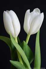 IMG_tulips