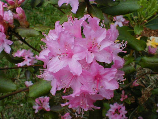 Rhododendron minus var. minus Carolinianum Group