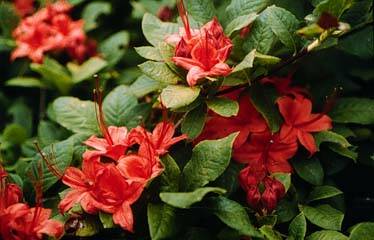R. prunifolium R. prunifolium