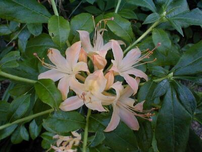 Rhododendron 'Golden Showers'