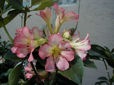Rhododendron 'Calavar'