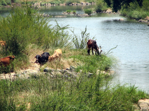 Cattle