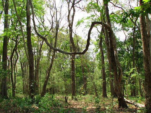 In vettathoor forest