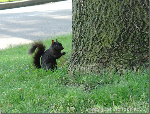 His Tail Looks Like a Question Mark