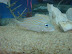 Peces del Acuario Peces del Acuario