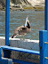 ¿Y para mi no hay pescado? ¿Y para mi no hay pescado?
